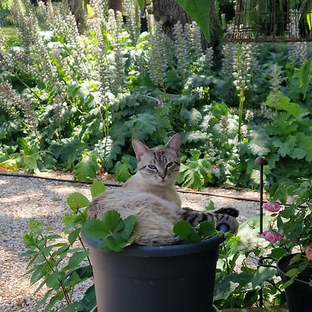 Δωμάτια σε οικογενειακή κατοικία Calicanto - Dimora Nel Parco *