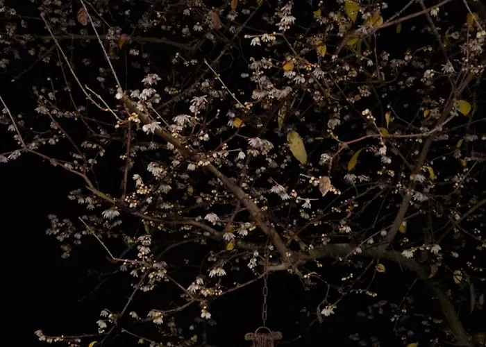 홈스테이 Calicanto - Dimora Nel Parco