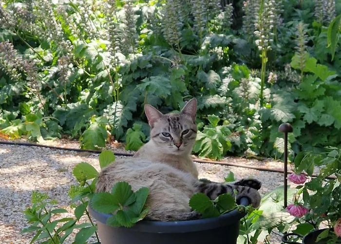 民宿 Calicanto - Dimora Nel Parco *